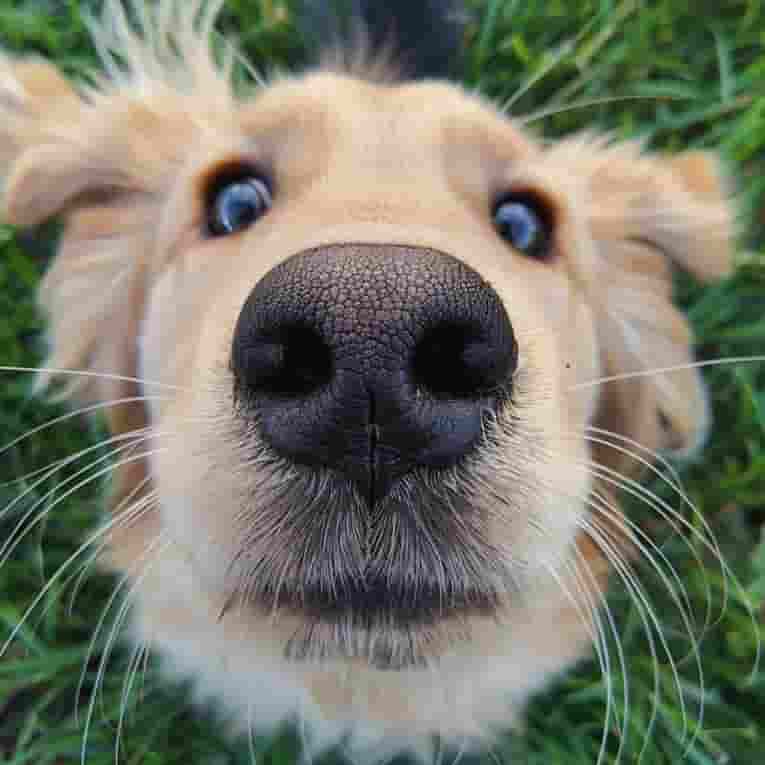 Chien qui colle l'appareil photo